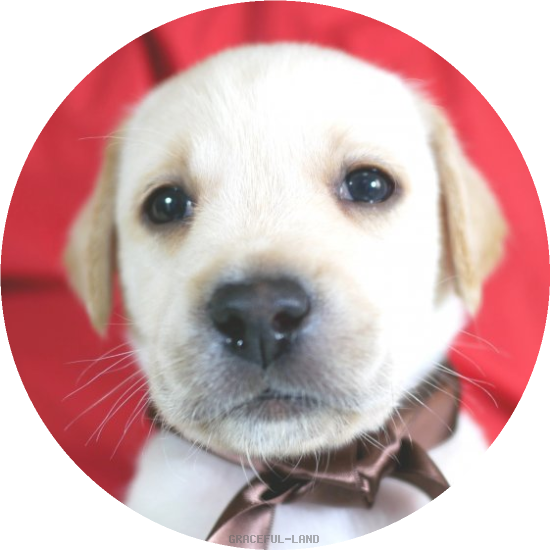 英国ラブラドールの子犬(A child of ソロモン & ) 英国ラブラドールの子犬